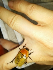 Aphanesthes succinea