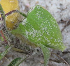 Physalis angustifolia