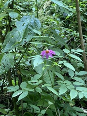 Dahlia imperialis