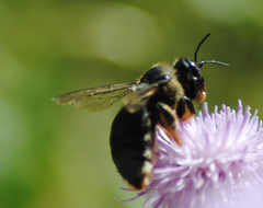 Xylocopa cantabrita