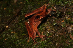Megophryidae