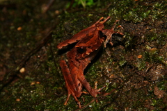 Megophryidae
