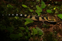 Cyrtodactylus