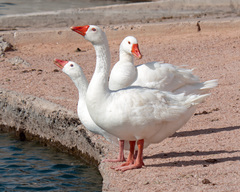 Anser anser domesticus