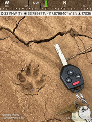 Urocyon cinereoargenteus