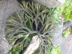 Codium