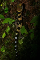 Cyrtodactylus