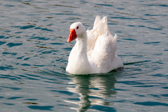 Anser anser domesticus