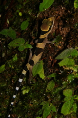 Cyrtodactylus
