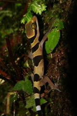 Cyrtodactylus