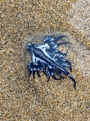 Glaucus atlanticus