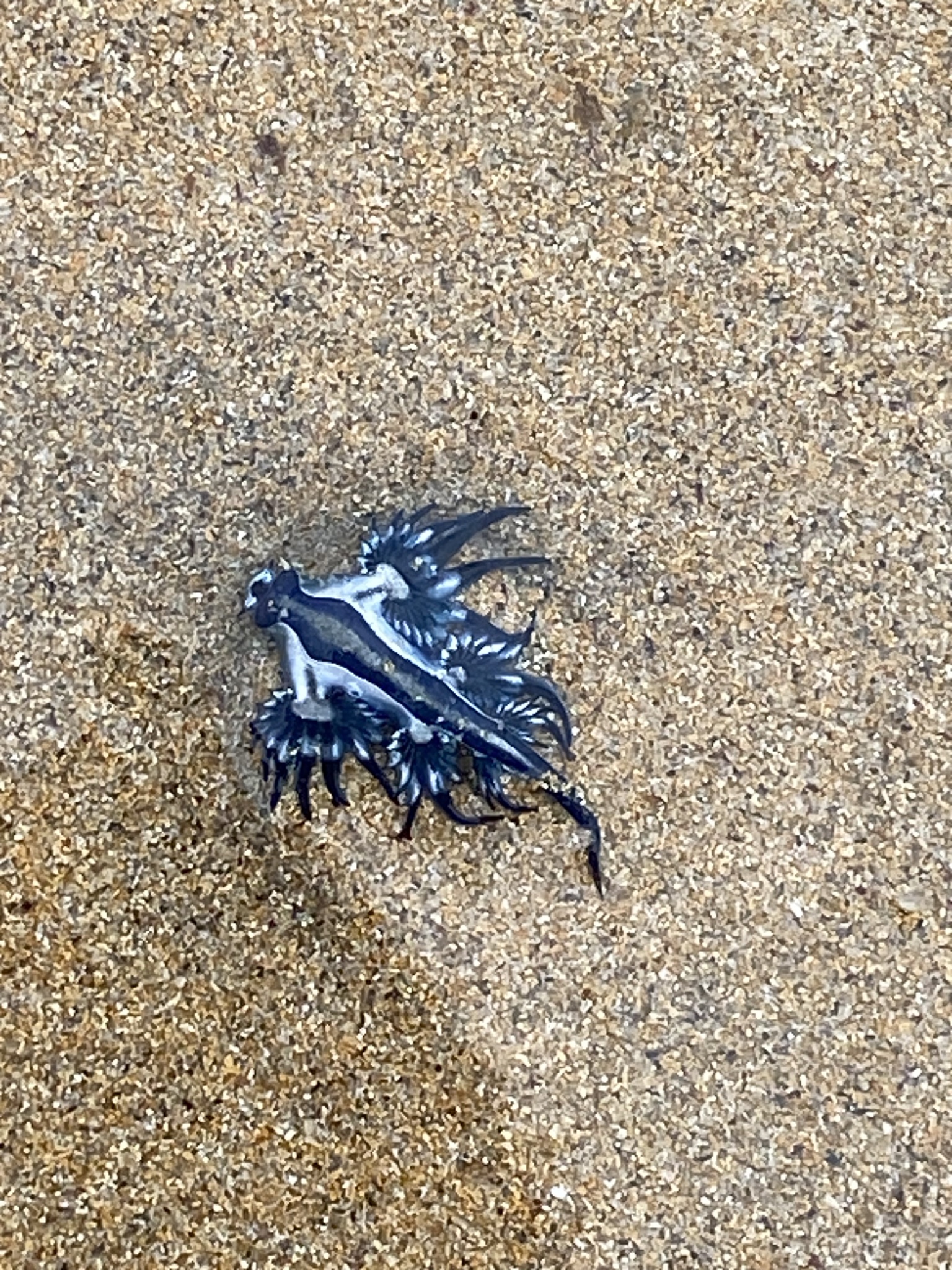 Glaucus atlanticus Forster, 1777