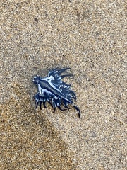 Glaucus atlanticus