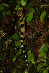 Cyrtodactylus