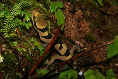 Cyrtodactylus