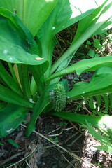 Lysichiton camtschatcensis