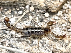 Superstitionia donensis