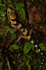 Cyrtodactylus