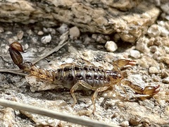 Superstitionia donensis