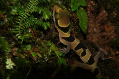 Cyrtodactylus