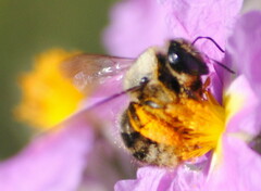 Xylocopa cantabrita