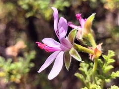 Pelargonium quercifolium