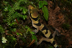 Cyrtodactylus