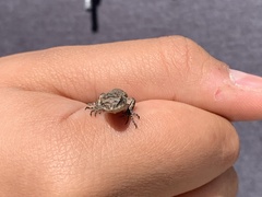 Urosaurus bicarinatus