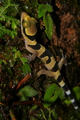 Cyrtodactylus