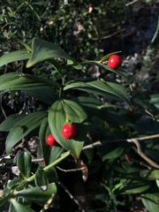 Ruscus hypoglossum