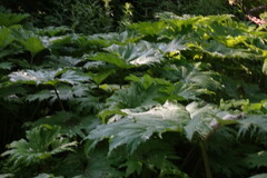 Petasites tatewakianus