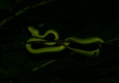 Trimeresurus