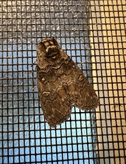 Discophlebia celaena