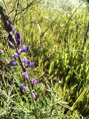 Lupinus truncatus