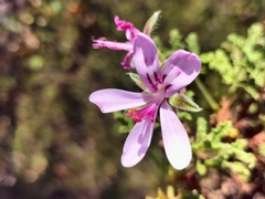 Pelargonium quercifolium