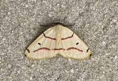 Phoenicocampa rubrifasciata