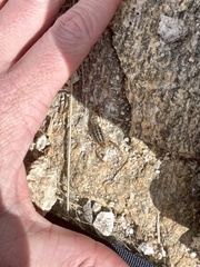 Superstitionia donensis