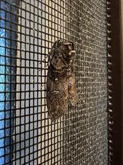 Discophlebia celaena