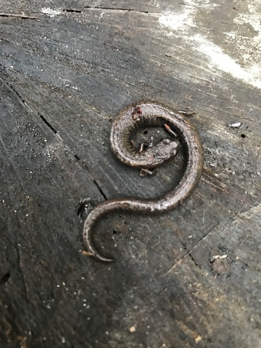 Channel Islands Slender Salamander