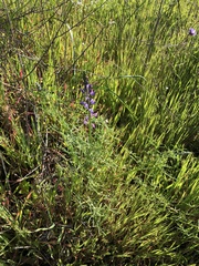 Lupinus truncatus