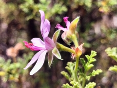 Pelargonium quercifolium