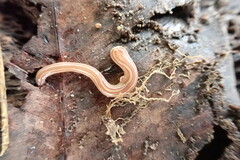 Caenoplana