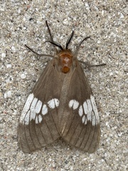 Palasea albimacula