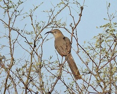 Toxostoma crissale