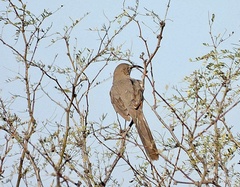 Toxostoma crissale