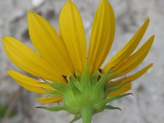Helianthus debilis