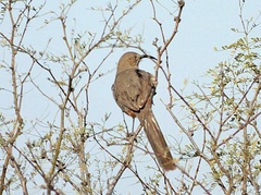 Toxostoma crissale
