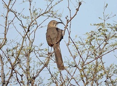 Toxostoma crissale