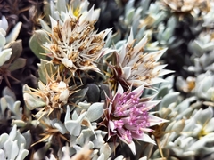 Pelargonium quercifolium