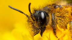Andrena flavipes
